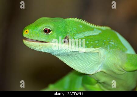 Lau banden Iguana, Kurzkammleguan, Brachylophus fasciatus, gefährdet, szalagos leguán Stockfoto