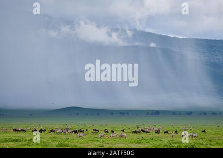 Kraterlandschaft mit Regenwolken und Herde von Wildebeest und Zebras, Ngorongoro Conservation Area, Tansania, Afrika Stockfoto