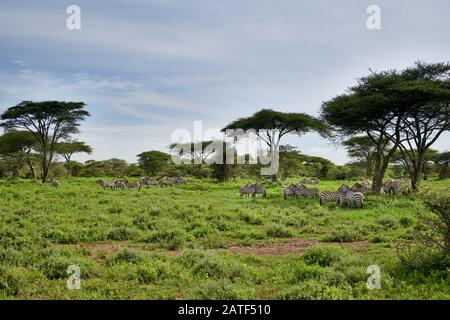 Herde der Ebenen Zebra (Equus quagga), Serengeti National Park, UNESCO-Weltkulturerbe, Tansania, Afrika Stockfoto
