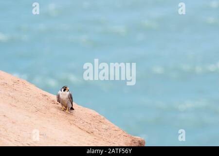 Peregrine FALCON (Falco peregrinus), schöner Falke, der auf einer Klippe am Meer thront. Ica - Peru Stockfoto
