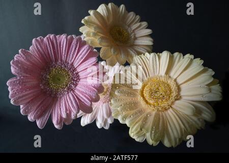 Weitwinkelmakro eines mit Wassertröpfchen bedeckten Gerbera-Blumenstraußes Stockfoto