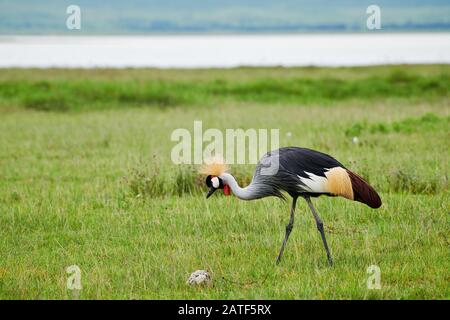 Grau bekrönter Kran (Balearica regulorum), Ngorongoro Conservation Area, Tansania, Afrika Stockfoto