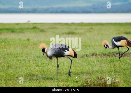 Grau bekrönter Kran (Balearica regulorum), Ngorongoro Conservation Area, Tansania, Afrika Stockfoto