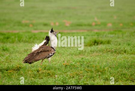 Kurtiship kori bustard (Ardeotis kori struthiunculus), Ngorongoro Conservation Area, Tansania, Afrika Stockfoto