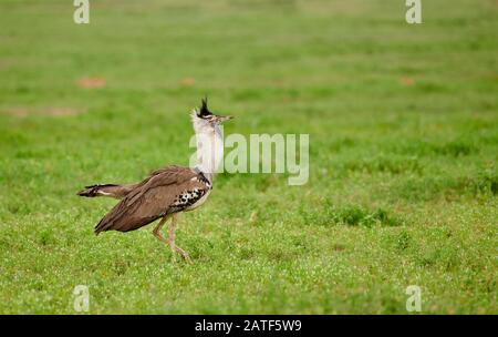 Kurtiship kori bustard (Ardeotis kori struthiunculus), Ngorongoro Conservation Area, Tansania, Afrika Stockfoto