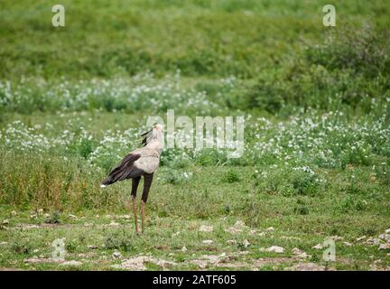 Secretary Bird, Sagittarius serpentarius, Serengeti, Tansania, Afrika Stockfoto