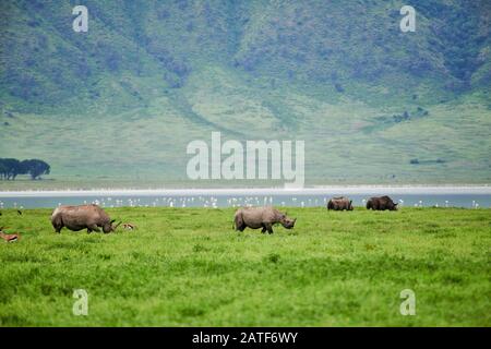 Vier schwarze Nashorn- oder Hakenlippen-Nashörner (Diceros bicornis), Rhinoceros, Ngorongoro-Schutzgebiet, Tansania, Afrika Stockfoto