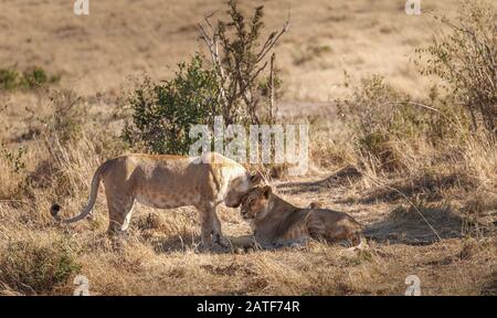 Young Lions im Nationalpark Maasai Mara - Kenia Stockfoto