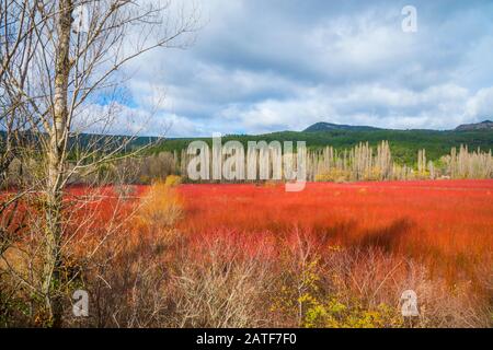 Wicker Feld. Cañamares, Cuenca Provinz, Castilla La Mancha, Spanien. Stockfoto