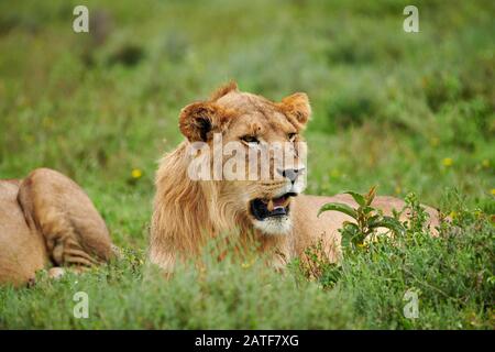 Junger männlicher Löwe (Panthera leo) im Serengeti-Nationalpark, UNESCO-Weltkulturerbe, Tansania, Afrika Stockfoto