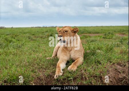 Löwin, Löw (Panthera leo) im Serengeti-Nationalpark, UNESCO-Weltkulturerbe, Tansania, Afrika Stockfoto