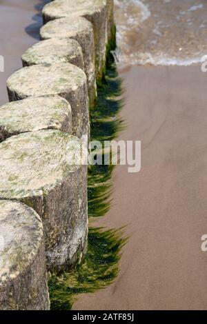 Algen auf Groynes in der Ostsee Stockfoto