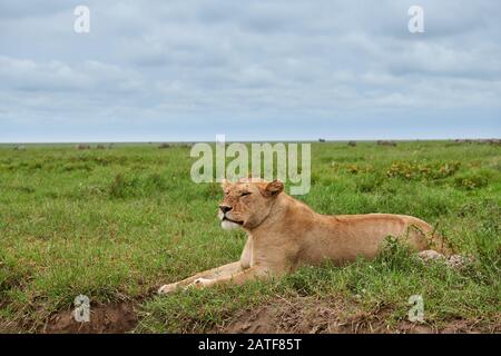 Löwin, Löw (Panthera leo) im Serengeti-Nationalpark, UNESCO-Weltkulturerbe, Tansania, Afrika Stockfoto