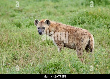 Gesichtete Hyäne (Crocuta Crocuta) im Serengeti-Nationalpark, UNESCO-Weltkulturerbe, Tansania, Afrika Stockfoto