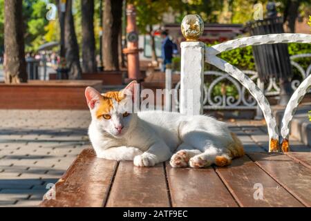 Eine orangefarbene und weiße Kurzhaarkatze entspannt im Sonnenlicht auf einer Bank im Sultanahmet-Platz in Istanbul, Türkei Stockfoto