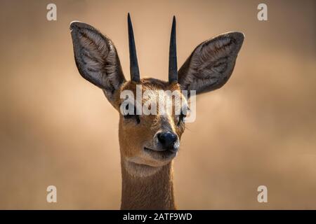 Ein Portraitbild eines Steenboks im Kruger-Nationalpark in Südafrika Stockfoto