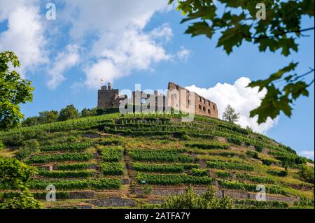 Blick auf die Ruinen der Burg in Staufen im Breisgauer eingebettet in Weinberge Stockfoto