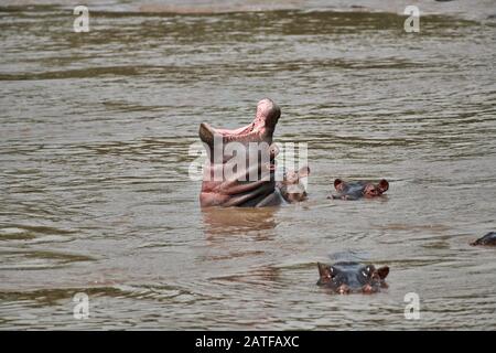 Junger Gähnchenhippo (Hippopotamus amphibius) im berühmten Hippo-Pool des Serengeti-Nationalparks, UNESCO-Weltkulturerbe, Tansania, Afrika Stockfoto