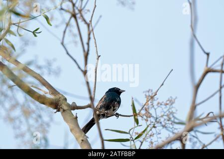 Blau-schwarzes Grasland (Volatinia jacarina), porträtiert detailliert einen Menschen in seinem natürlichen Lebensraum, der auf einem Zweig der Vegetation thront. Lima - Perú Stockfoto