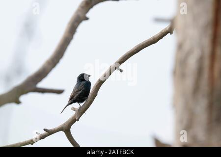 Blau-schwarzes Grasland (Volatinia jacarina), porträtiert detailliert einen Menschen in seinem natürlichen Lebensraum, der auf einem Zweig der Vegetation thront. Lima - Perú Stockfoto