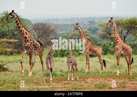 Massai Giraffen 'Giraffa camelopardalis tippelskirchi' in Serengeti, Serengeti-Nationalpark, UNESCO-Weltkulturerbe, Tansania, Afrika Stockfoto