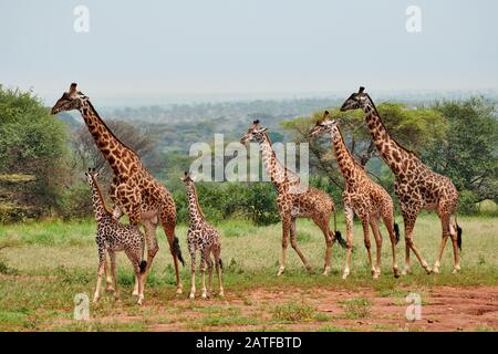 Massai Giraffen 'Giraffa camelopardalis tippelskirchi' in Serengeti, Serengeti-Nationalpark, UNESCO-Weltkulturerbe, Tansania, Afrika Stockfoto