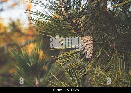 Ein einzelner brauner Kiefernkegel auf einem Ast im Wald. Ein vollreifer Bump öffnet Flocken und fängt an, Samen zu entsorgen. Nahaufnahme. Selektiver Fokus. Stockfoto