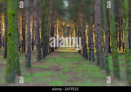 Reihen ausgewachsener Kiefern im Wald. Parallele Baumreihen sind mit grünem Moos bedeckt. Entschärfen Sie die Unterseite und die Oberseite des Bildes. Konzentrieren Sie sich auf die Mitte Stockfoto