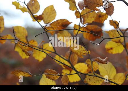Ein Foto der herbstlichen Blätter mit einem natürlichen Wald Wald im Hintergrund. Flache Tiefenschärfe und schöne Herbstfarben Stockfoto