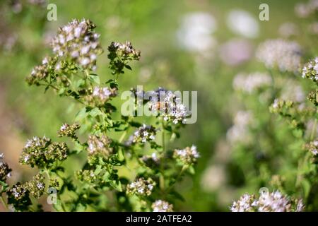 Wildbienen säen auf kleinen weißen Blähpollen Stockfoto