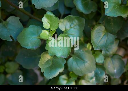 Senecio angulatus saftige Pflanze nah beieinander Stockfoto