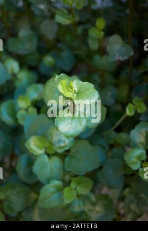 Senecio angulatus saftige Pflanze nah beieinander Stockfoto