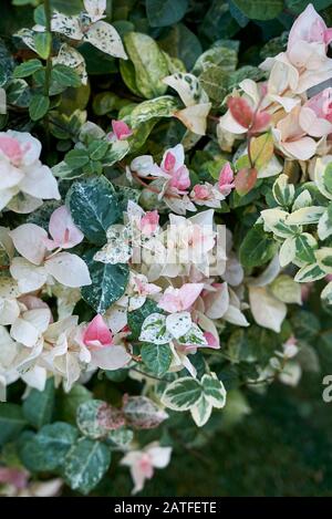 Trachelospermum jasminoides dreifarbiges buntes Blattwerk Stockfoto