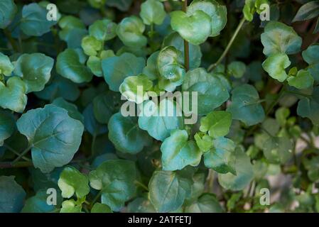 Senecio angulatus saftige Pflanze nah beieinander Stockfoto