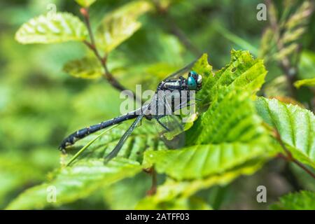 Dragonfly sitzt an sonnigen Tagen auf einem Blatt - Aeshna cyanea Stockfoto