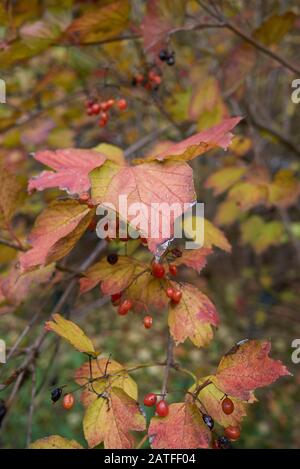 Buntes Laub und rote Frucht des Bruchs von Viburnum opulus Stockfoto