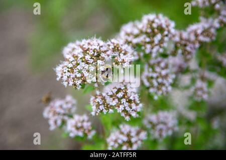 Wildbienen säen auf kleinen weißen Blähpollen Stockfoto