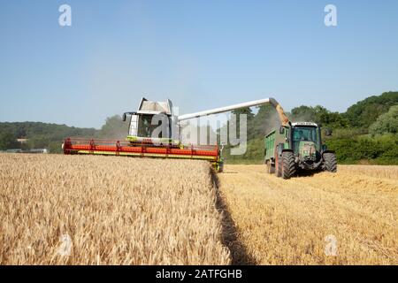 Mähdrescher und Traktor zusammen ernten an einem Sommertag. Much Hadham, Hertfordshire. GROSSBRITANNIEN Stockfoto