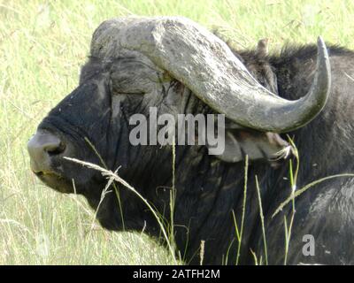 Nahaufnahme eines riesigen afrikanischen Büffels während der Rast, Kenia Stockfoto