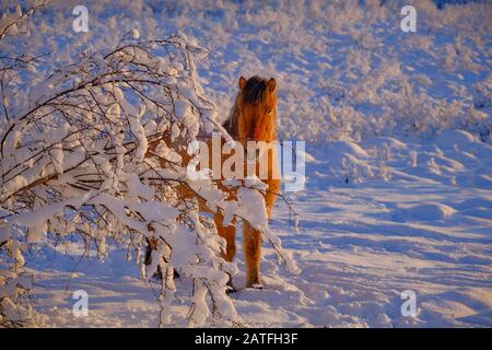 Ein wildes, schüchternes islandpferd im weißen Schnee Stockfoto