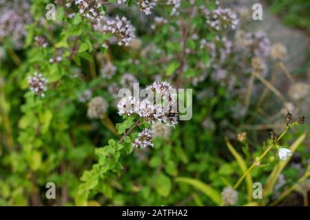 Wildbienen säen auf kleinen weißen Blähpollen Stockfoto