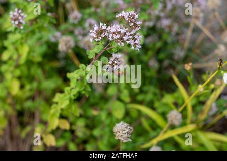 Wildbienen säen auf kleinen weißen Blähpollen Stockfoto