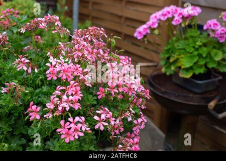 Schöne rosafarbene Geranien in einem Topf im Garten Stockfoto