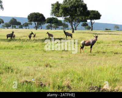 Gruppe von Topi-Antilopen, die in der afrikanischen Savanne, Kenia, weiden Stockfoto