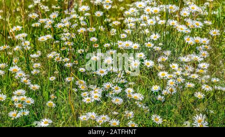 Kamille oder Gänseblümchen auf der Wiese - natürlicher Blumen-Sommer-Hintergrund. Schöne wilde weiße Kamillenblüten in grünem Gras am sonnigen Tag. Schönheit o Stockfoto