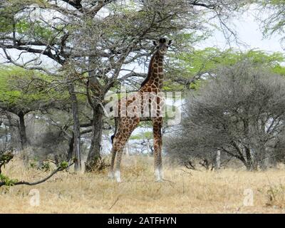 Einsame Giraffe, die Akazienblätter in der afrikanischen Savanne, Kenia, isst Stockfoto