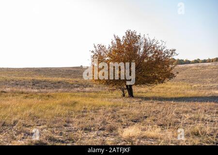 Ein einsamer Baum mit vergilbenem Laub steht inmitten von Trockenrasen an einem heißen Sommertag. Niemand Stockfoto