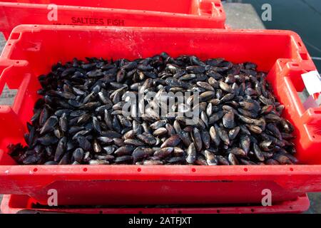 Austern auf der Theke in roten Kästen auf dem Markt. Stockfoto