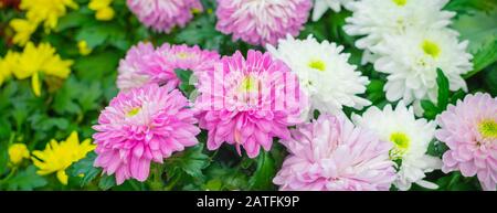 Bunte Chrysanthemum- oder Gerbera-Blumen vergossen, Gartenbau-Hintergrundkonzept Stockfoto