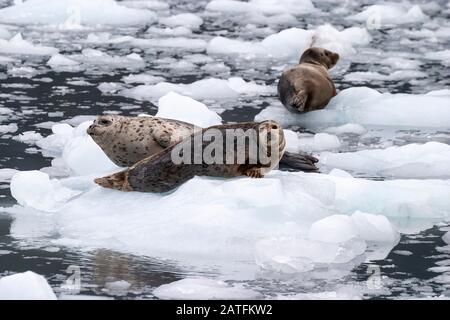 Harbour Seal (Phoca vitulina) drei Hafendichtungen, die auf Eis in Surprise Inlet, Prince William Sound, Alaska, ruhen Stockfoto